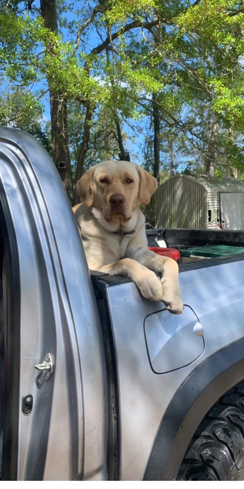 Eutaw Construction's yellow Lab riding along to a Lake Marion job site, SC